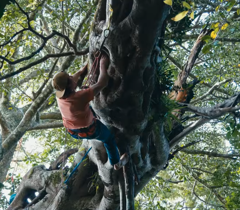 Climbing giant trees in Monteverde, Costa Rica