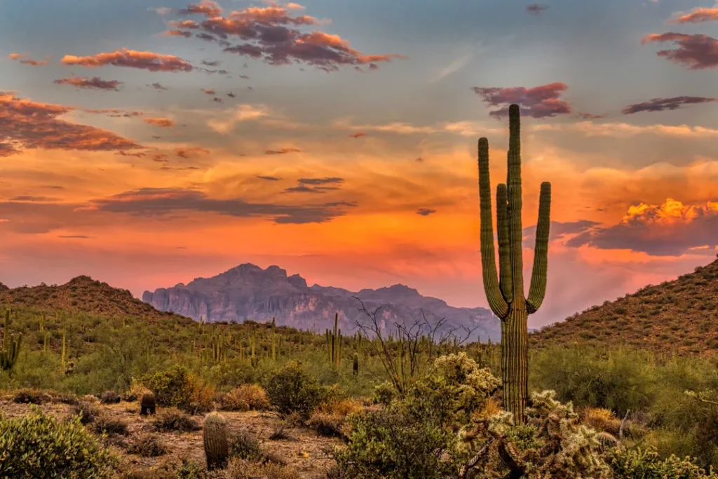 Saguaro National Park