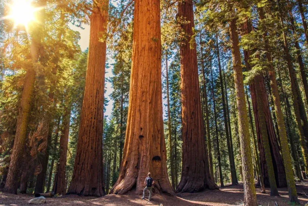 Sequoia National Park