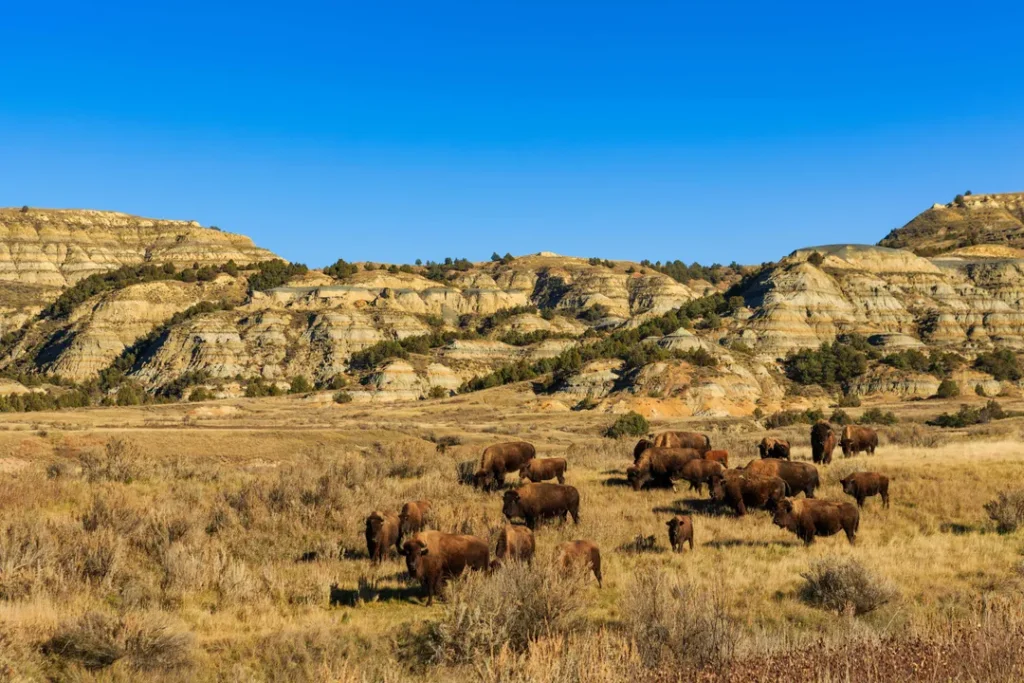 Theodore Roosevelt National Park